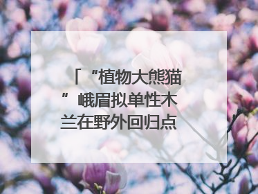 “植物大熊猫”峨眉拟单性木兰在野外回归点首次开花