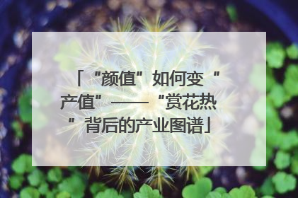 “颜值”如何变“产值”——“赏花热”背后的产业图谱