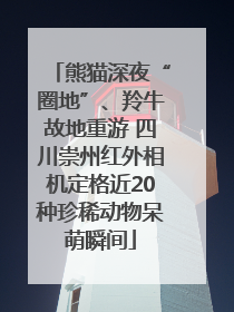 熊猫深夜“圈地”、羚牛故地重游 四川崇州红外相机定格近20种珍稀动物呆萌瞬间