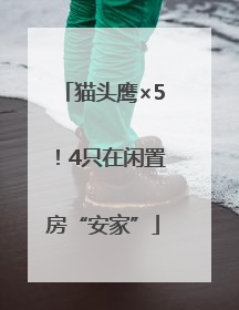 猫头鹰×5！4只在闲置房“安家”