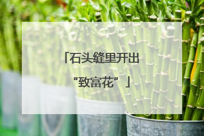 石头缝里开出“致富花”