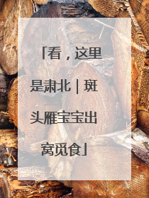 看，这里是肃北｜斑头雁宝宝出窝觅食
