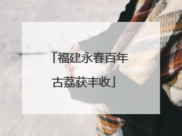 福建永春百年古荔获丰收