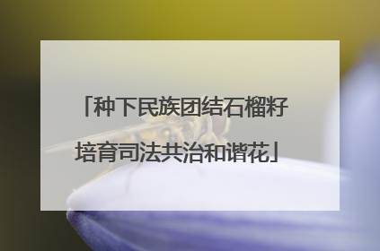 种下民族团结石榴籽 培育司法共治和谐花