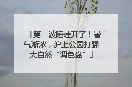 第一波睡莲开了！暑气渐浓，沪上公园打翻大自然“调色盘”