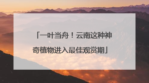 一叶当舟！云南这种神奇植物进入最佳观赏期