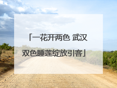 一花开两色 武汉双色睡莲绽放引客