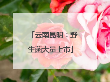 云南昆明：野生菌大量上市