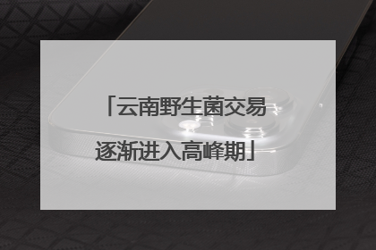 云南野生菌交易逐渐进入高峰期