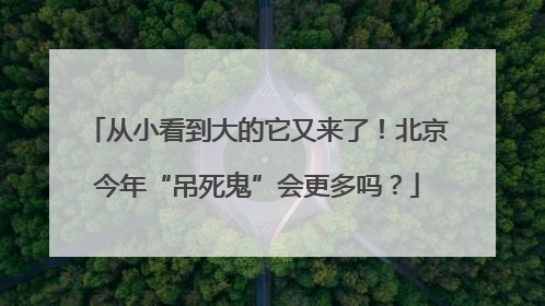 从小看到大的它又来了！北京今年“吊死鬼”会更多吗？