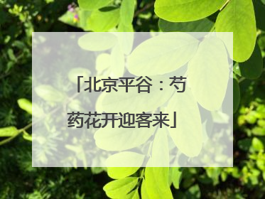 北京平谷：芍药花开迎客来