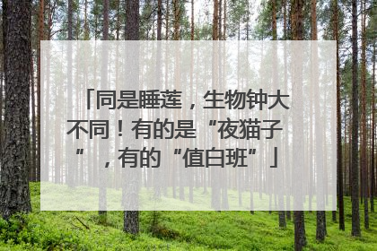 同是睡莲，生物钟大不同！有的是“夜猫子”，有的“值白班”