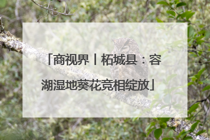 商视界丨柘城县：容湖湿地葵花竞相绽放