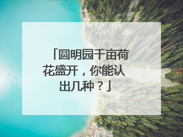 圆明园千亩荷花盛开，你能认出几种？