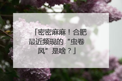 密密麻麻！合肥最近频现的“虫卷风”是啥？