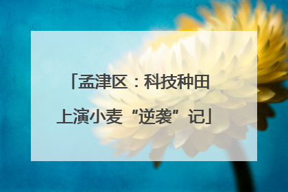 孟津区：科技种田 上演小麦“逆袭”记