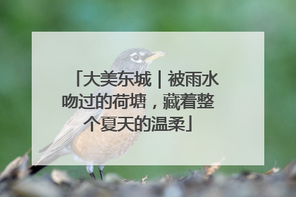 大美东城｜被雨水吻过的荷塘，藏着整个夏天的温柔
