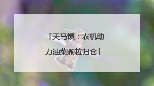天马镇：农机助力油菜颗粒归仓
