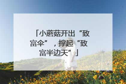 小蘑菇开出“致富伞”，撑起“致富半边天”