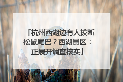 杭州西湖边有人拔断松鼠尾巴？西湖景区：正展开调查核实