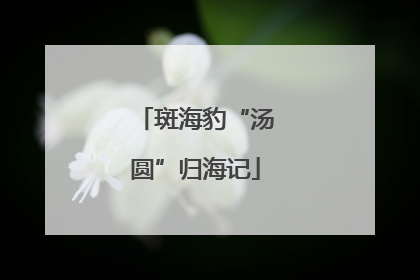 斑海豹“汤圆”归海记