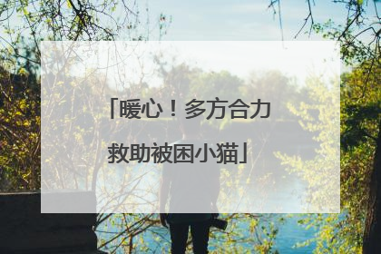 暖心！多方合力救助被困小猫