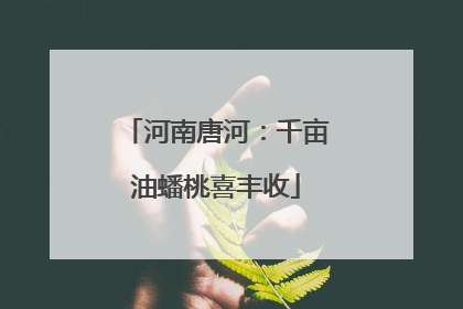 河南唐河：千亩油蟠桃喜丰收