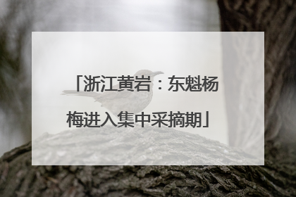 浙江黄岩：东魁杨梅进入集中采摘期
