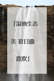 湿地生态美 夏日麋鹿欢