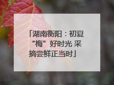 湖南衡阳：初夏“梅”好时光 采摘尝鲜正当时
