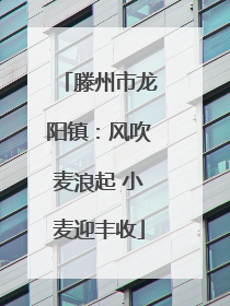 滕州市龙阳镇：风吹麦浪起 小麦迎丰收