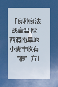 良种良法战高温 陕西渭南旱地小麦丰收有“粮”方