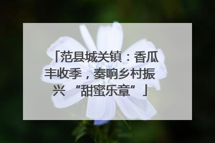范县城关镇：香瓜丰收季，奏响乡村振兴 “甜蜜乐章”