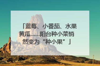 蓝莓、小番茄、水果黄瓜……阳台种小菜悄然变为“种小果”