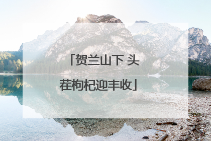 贺兰山下 头茬枸杞迎丰收