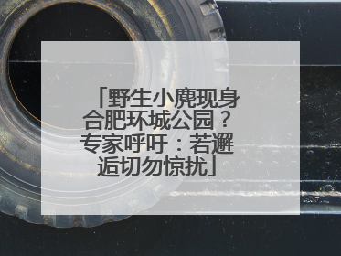 野生小麂现身合肥环城公园？专家呼吁：若邂逅切勿惊扰