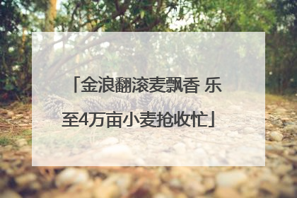 金浪翻滚麦飘香 乐至4万亩小麦抢收忙