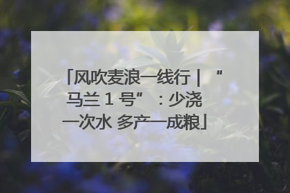 风吹麦浪一线行｜“马兰 1 号”：少浇一次水 多产一成粮