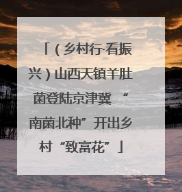 （乡村行·看振兴）山西天镇羊肚菌登陆京津冀 “南菌北种”开出乡村“致富花”